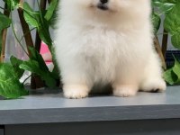 A+ kalite pomeranian yavrularımız 81 ile gönderim mevcuttur
