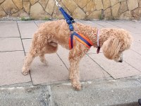 ERKEK POODLE 10 NİSAN DOĞUMLU