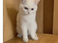 Orjinal ırk erkek british shorthair