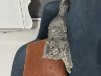 Yakışıklı güzel gözlü british shorthair oğlum