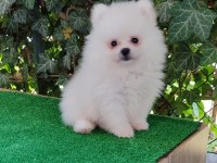 Pomeranian Boo Gülen Surat