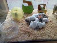 Yavru hamsterlar