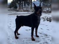 FCI KIF secereli doberman yavruları
