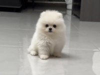 Pomeranian Boo Köpeği