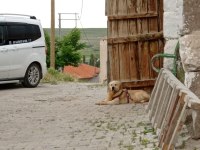 Yetişkin Golden Retriever Yavru Alınabilir