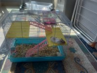 2 tane yavru hamster