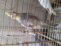 Grey erkek sultan papağanları