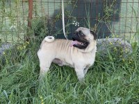 Pug mops yavrular yeni yuvasına gitmeye hazır