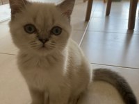 3 aylık 1 erkek 1 dışı silver point british longhair
