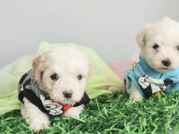 Maltese terrier