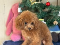MİNİ POODLE 1.4 KG