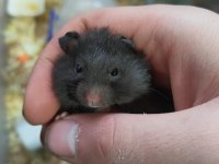SEVİMLİ ufak hamster yavrular