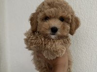 Toy Poodle Köpeğimiz