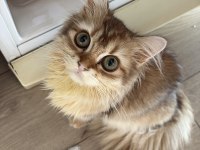 6 Aylık Golden British Longhair