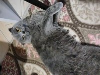 Scottish fold kedimiz 2 yaşında