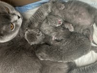 En güzel scottish fold yavrular