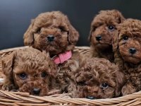 Kızıl Toy Poodle Bebekler Yuva Bekliyor