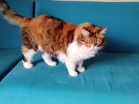 Kedimiz Balımı Sahiplendirmek İstiyoruz