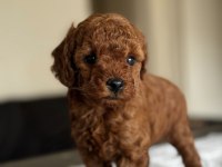 EV ORTAMINDA DOĞUP BÜYÜTÜLMÜŞ TOY POODLE