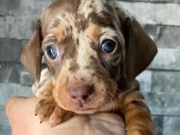 Dapple Dachshund (sosis köpek) Yavrular