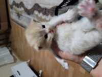 SCOTTİSH FOLD KEDİMİZ 4 ADET