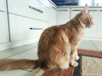 Yetişkin Üretim Şecereli Dişi Maine Coon