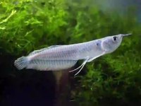 Kutsal Katil Adana Arowana Silver Gri Özel Grand