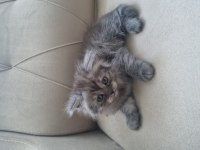 SCOTTİSH FOLD YAVRU KEDİLER