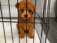 Göz Alıcı Güzellikte Teacup Dişi Poodle