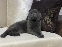Ücretsiz sahiplendirilecek scottish fold