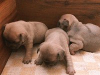 Rezerve yavru french bulldog