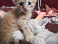 Bebek kedilerim çok şirin