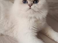 British longhair ns1133 silver point dişi