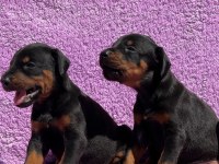 Secereli Doberman yavrularımız 
