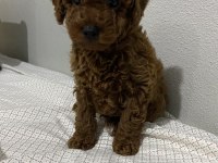 toy poodle erkek