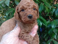 IRK VE SAĞLIK GARANTİ POODLE YAVRULARIMIZ