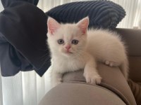 2 AYLIK BRİTİSH PRENSES YUVASINI ARIYOR