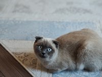 Scottish Fold Blue Point 9 Aylık Dişi