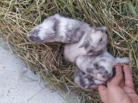 Cüce tavşan ve lop tavşanı
