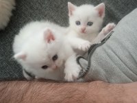 British Shorthair Harika Bebekler