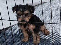 BEBEK YORKSHİRE TERRİER 0 BOY