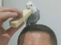 Konuşan sultan papağanı erkek