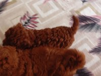 Dark Red Brown Toy Poodle