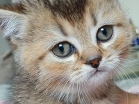 British Scottish Golden Bebekler