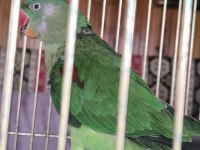 TEK KANADI ENGELLİ ALEXANDER PAPAĞANI TAKAS OLUR