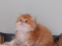 Safkan British Longhair Erkek