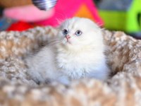 Prenses Silver NS1133 Scottish Fold Longhair