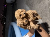 Toy Poodle 2 Aylık Tuvalet Eğitimi Ve Aşıları Tam