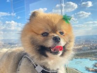 Sınıfının en iyisi pomeranian