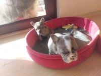 French bulldog puppies